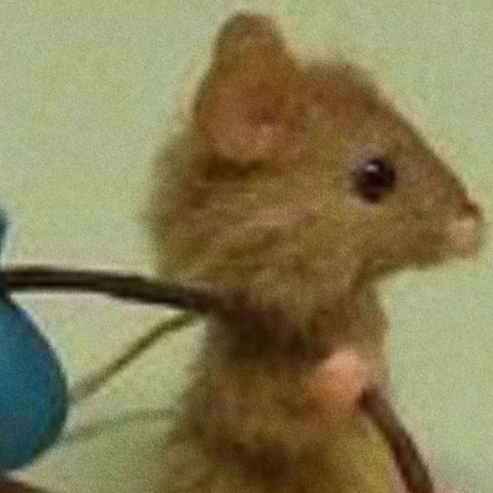 THE MOUSE