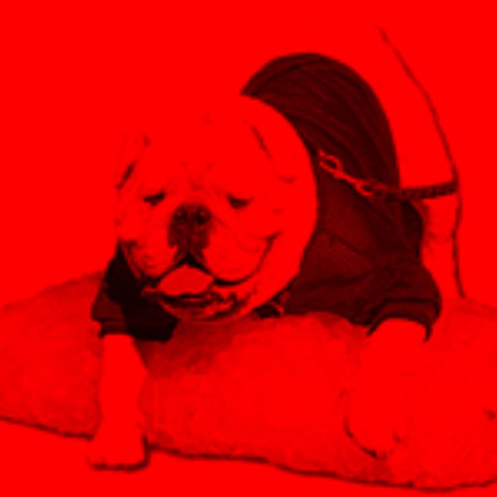 dawgsonline