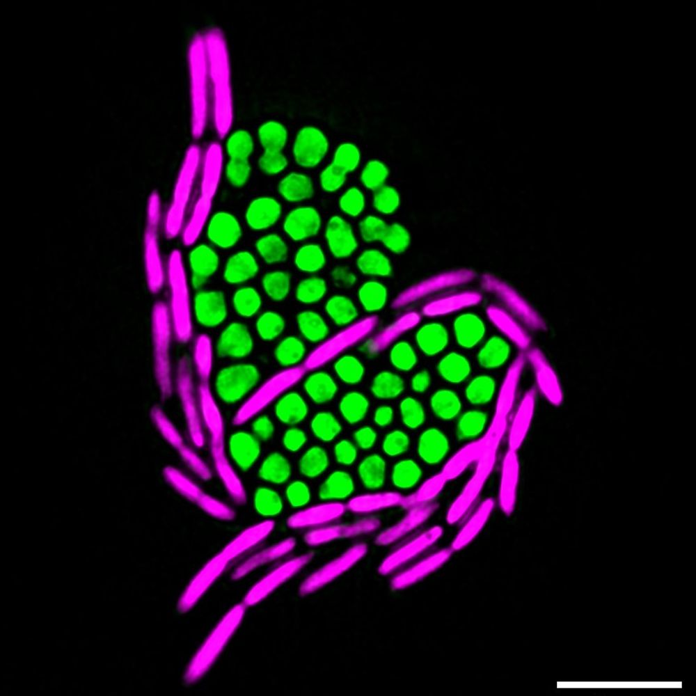 Carballido-López's lab