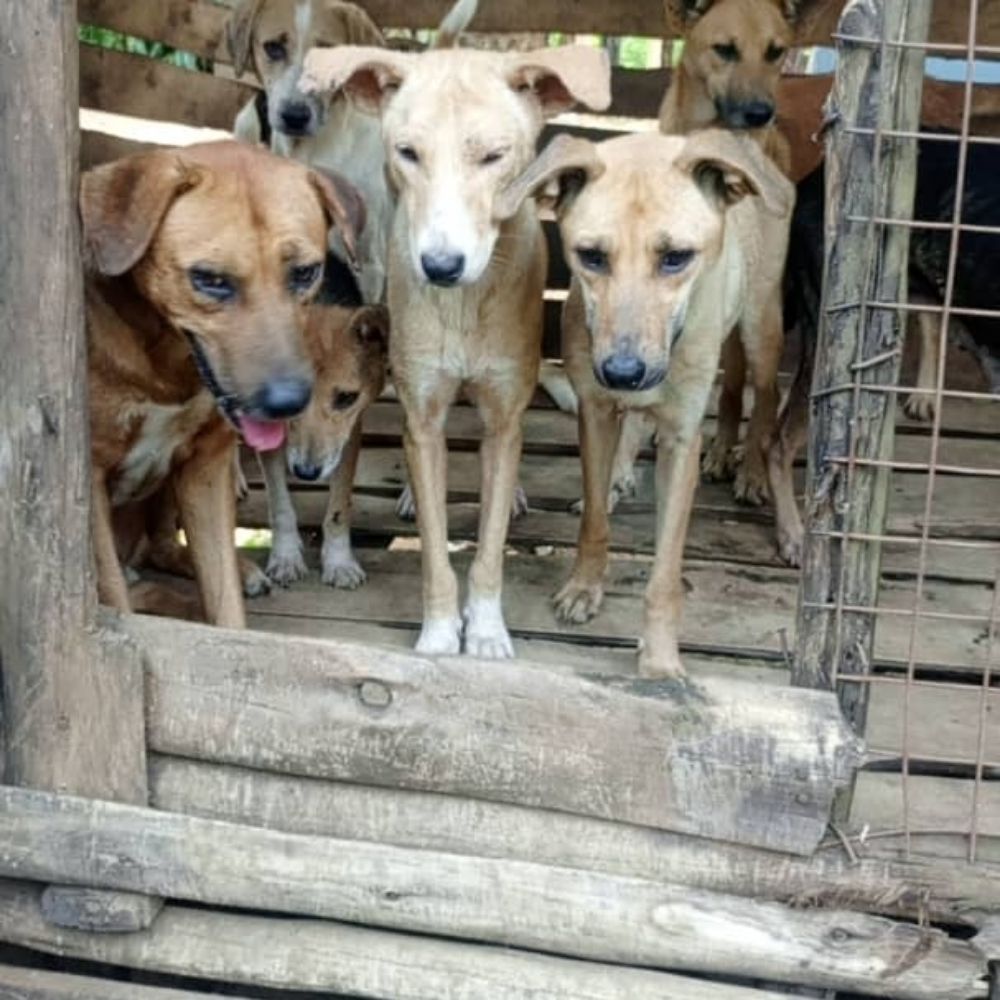 Aniwardogsrescue