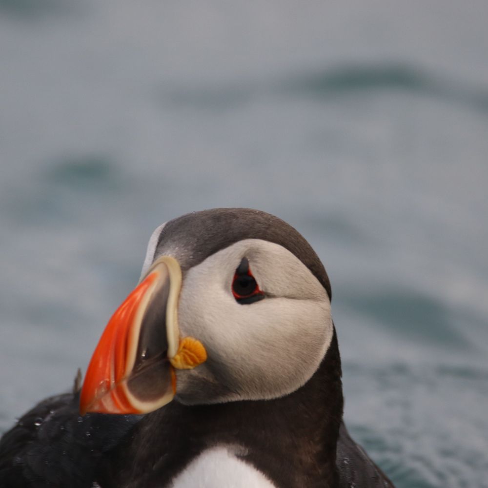 The Hot Puffin