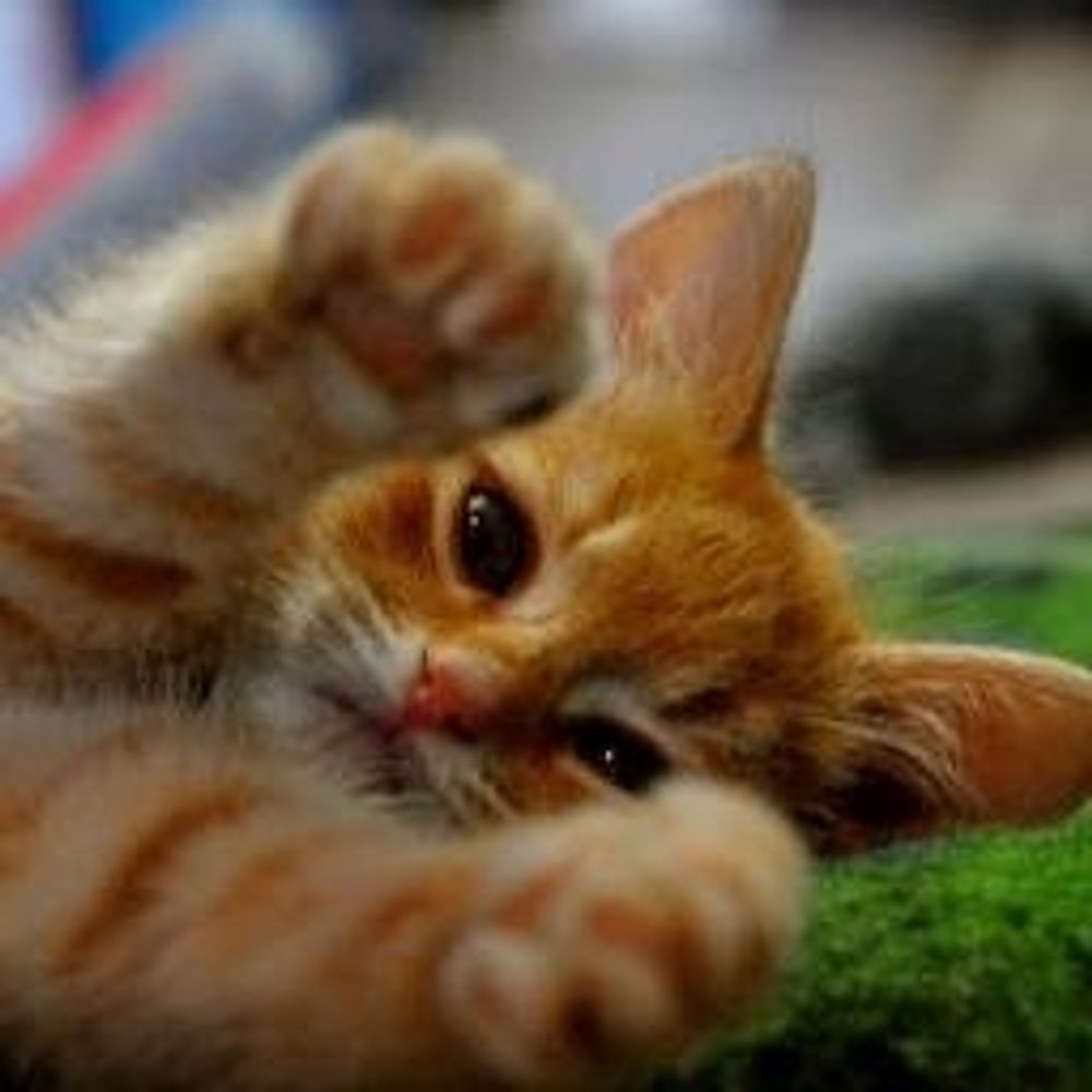 cat abroad