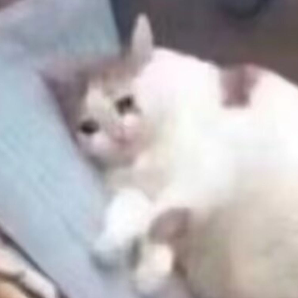 Chenqi💤