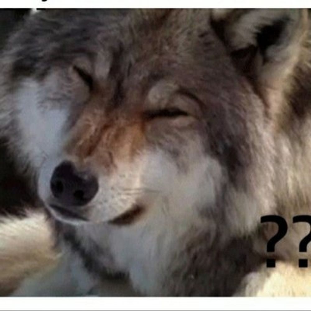 isengrimthewolf