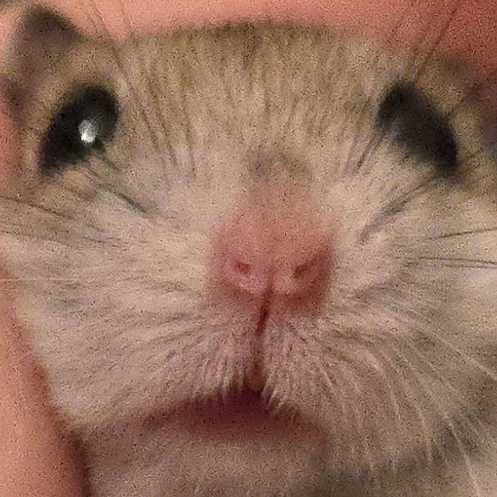3 or 4 rats