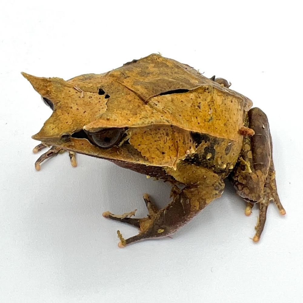 frogl0dyte