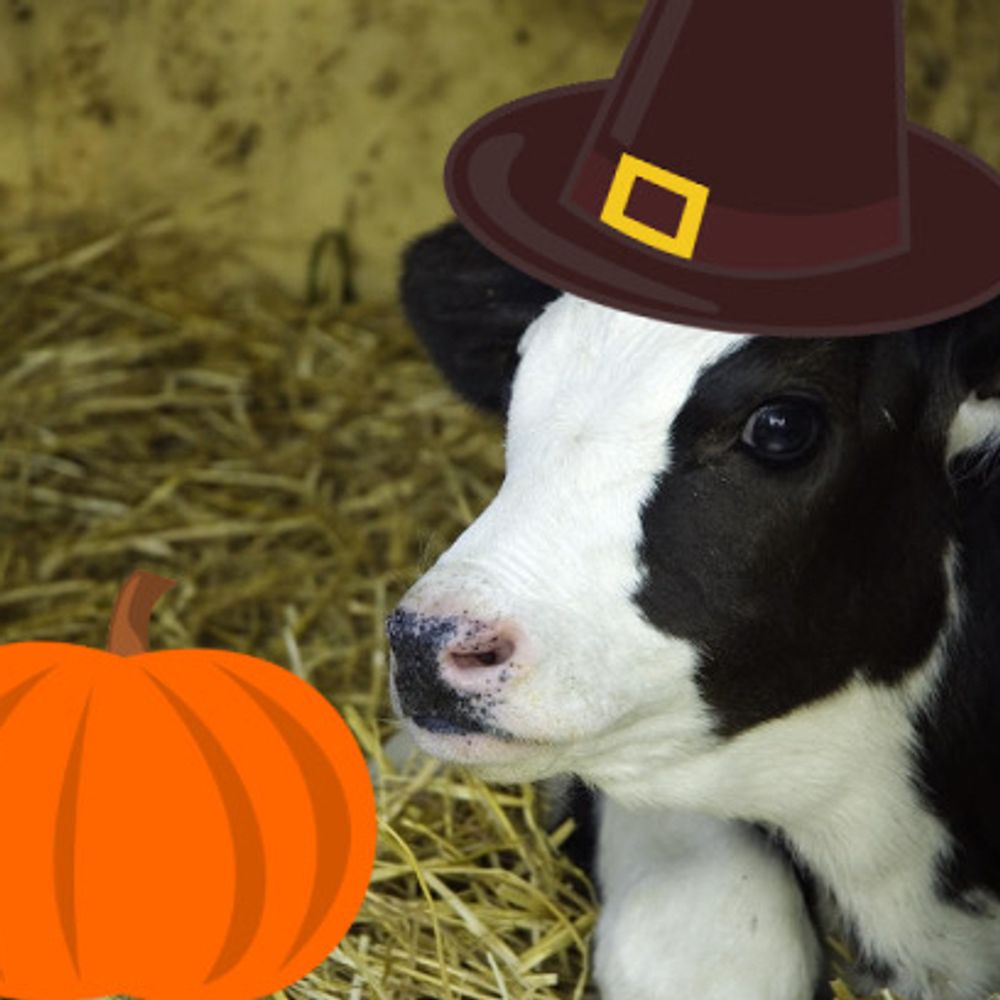 derpycows671.bsky.social