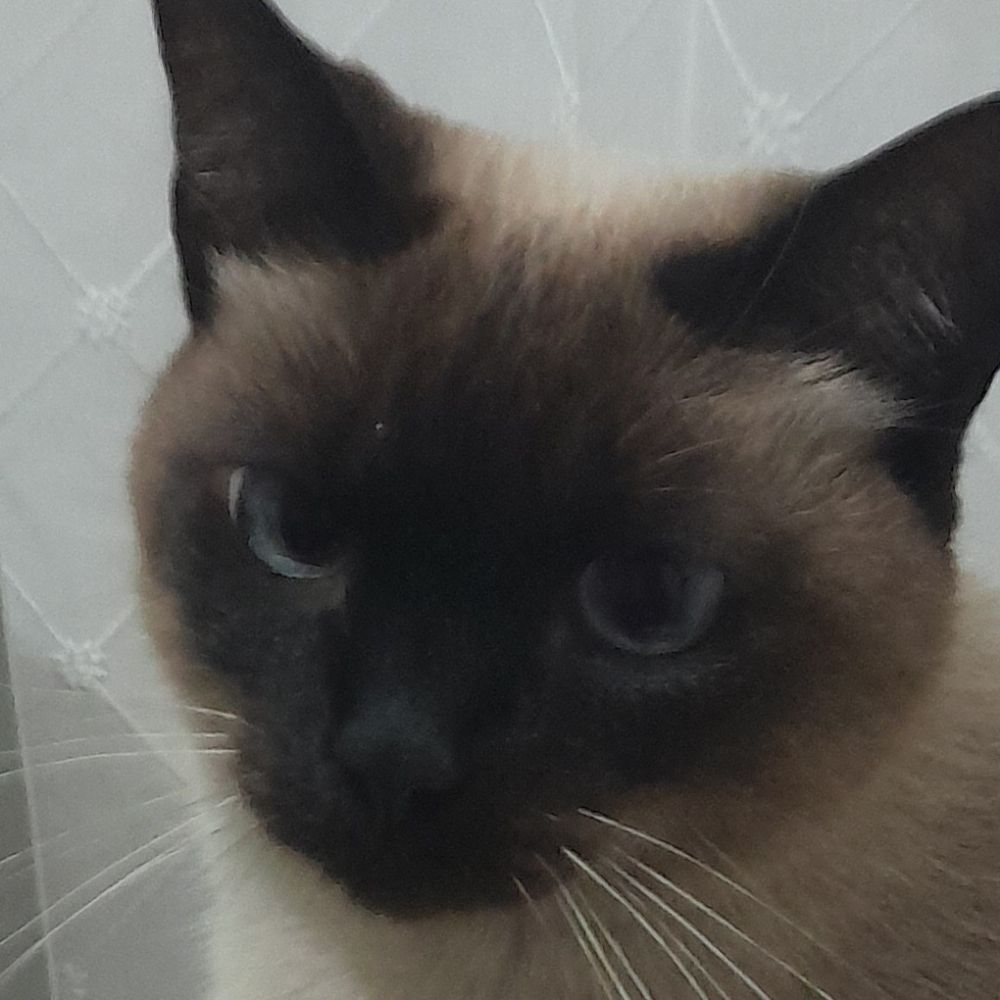 Bel