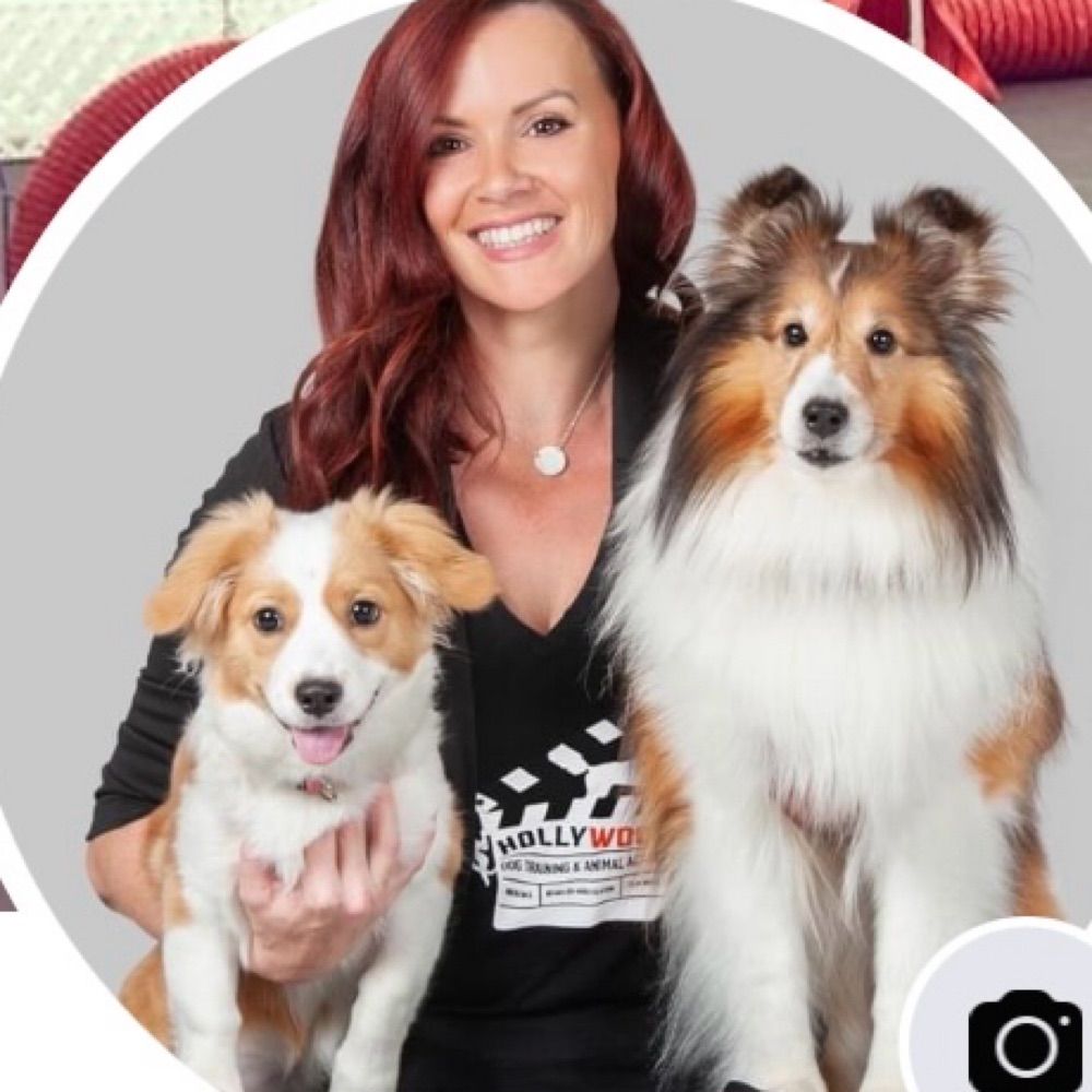 Dog Training Academy