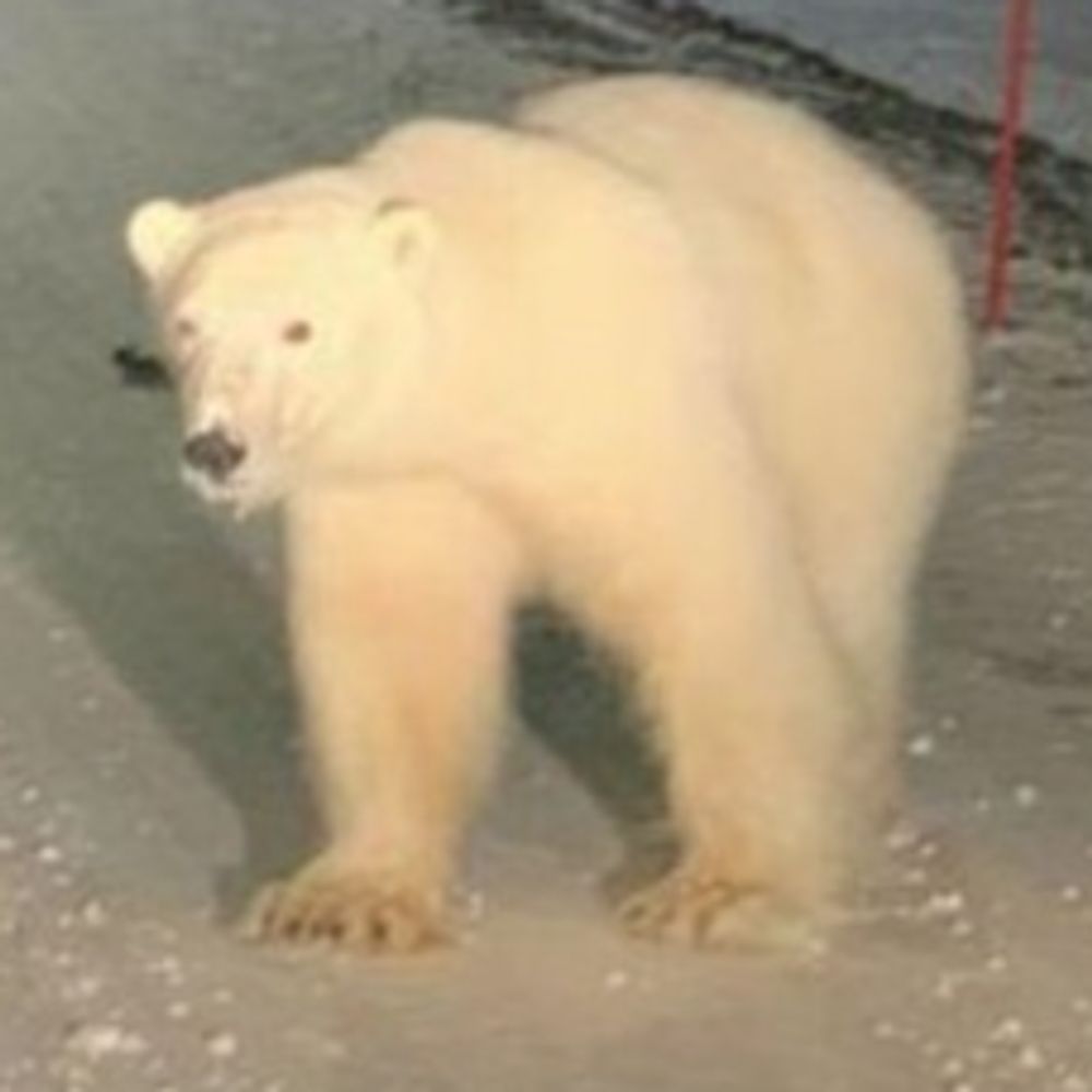 OsoBlanco