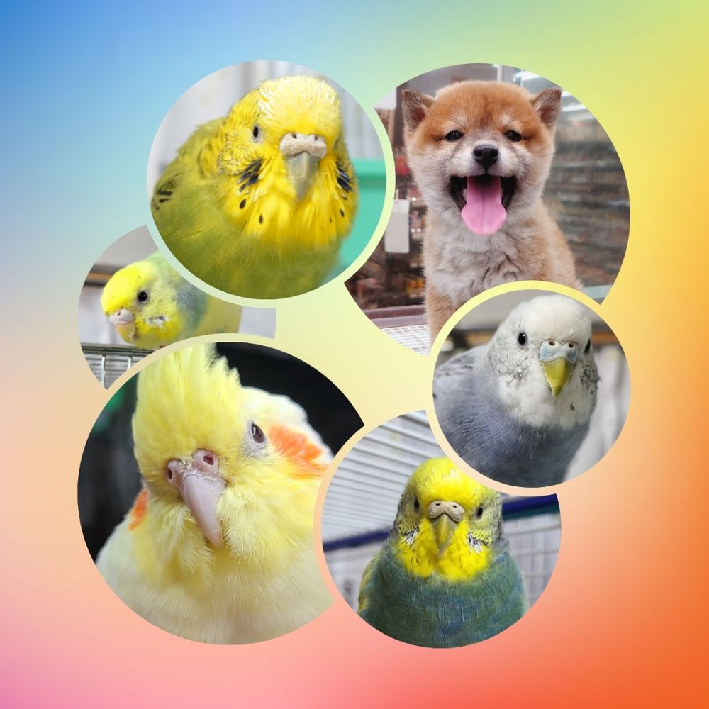 汀