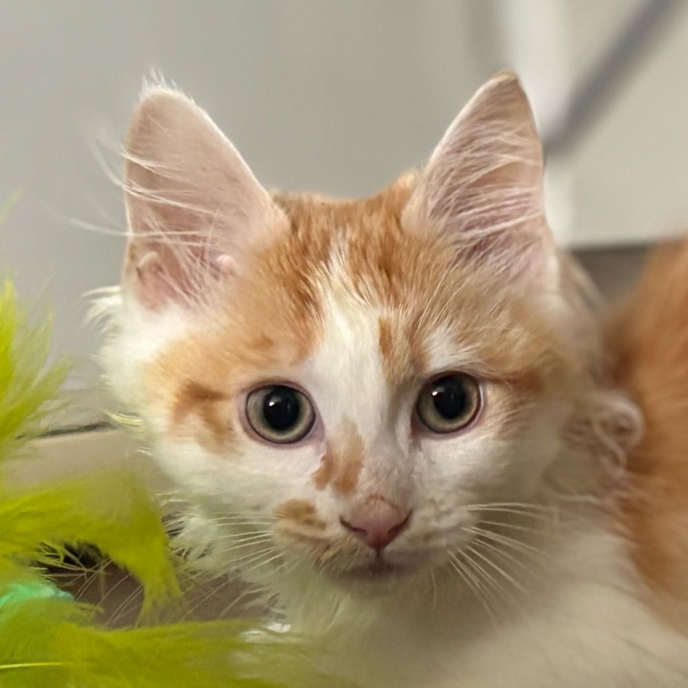 Boris the Cat
