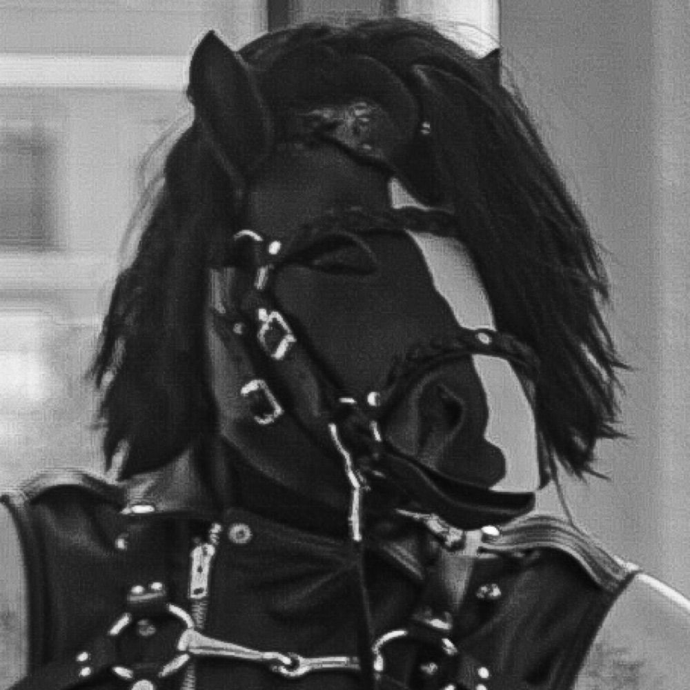 Magnus the draft horse 