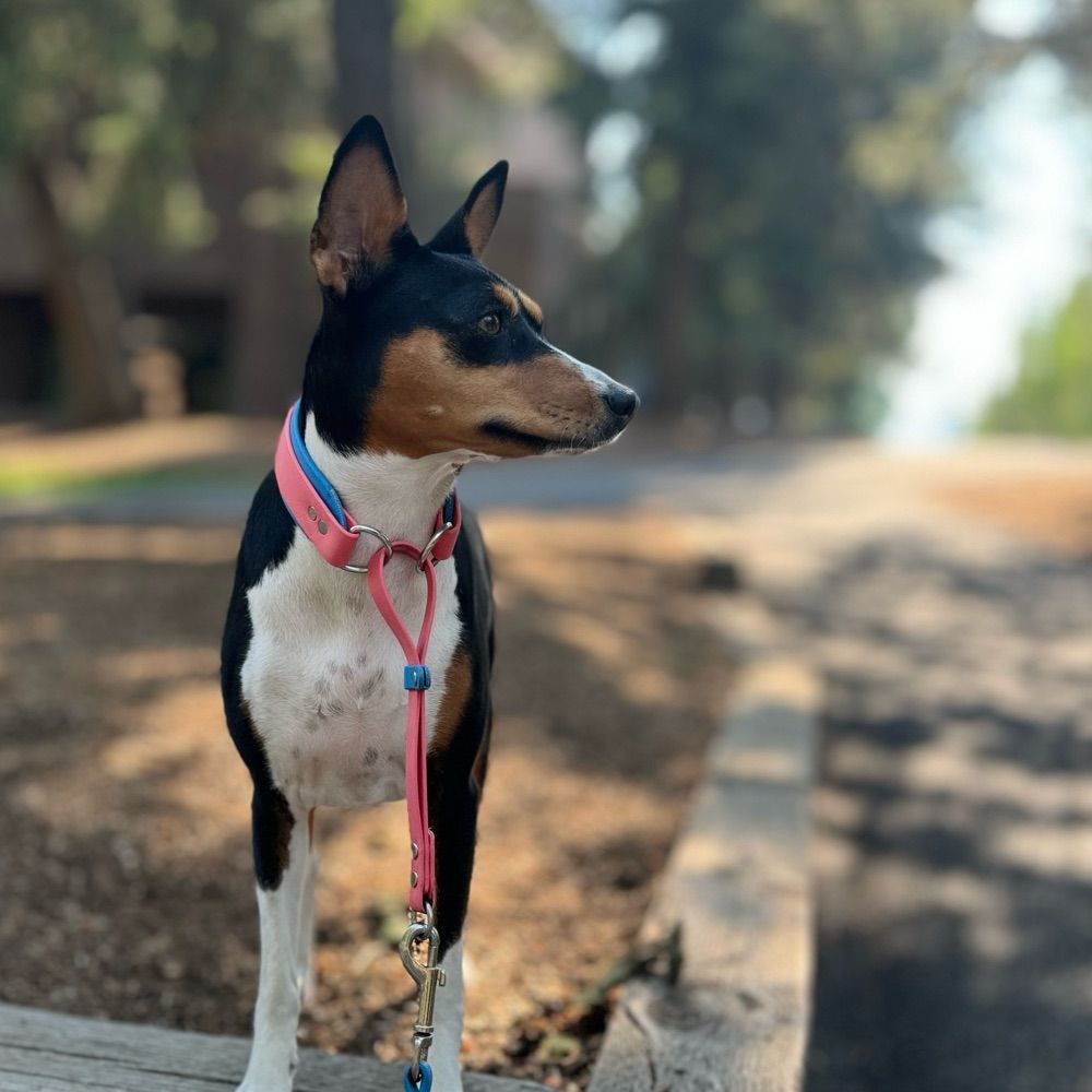Basenji Dad