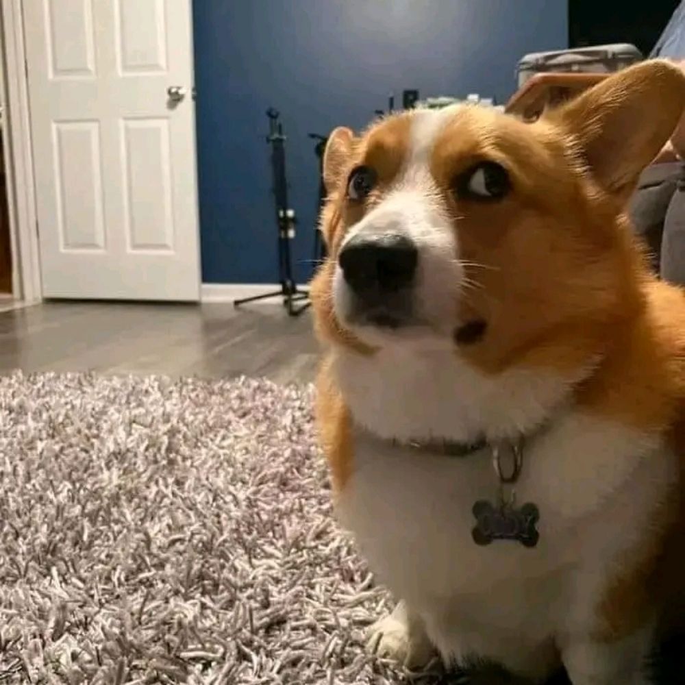 CorgiSky