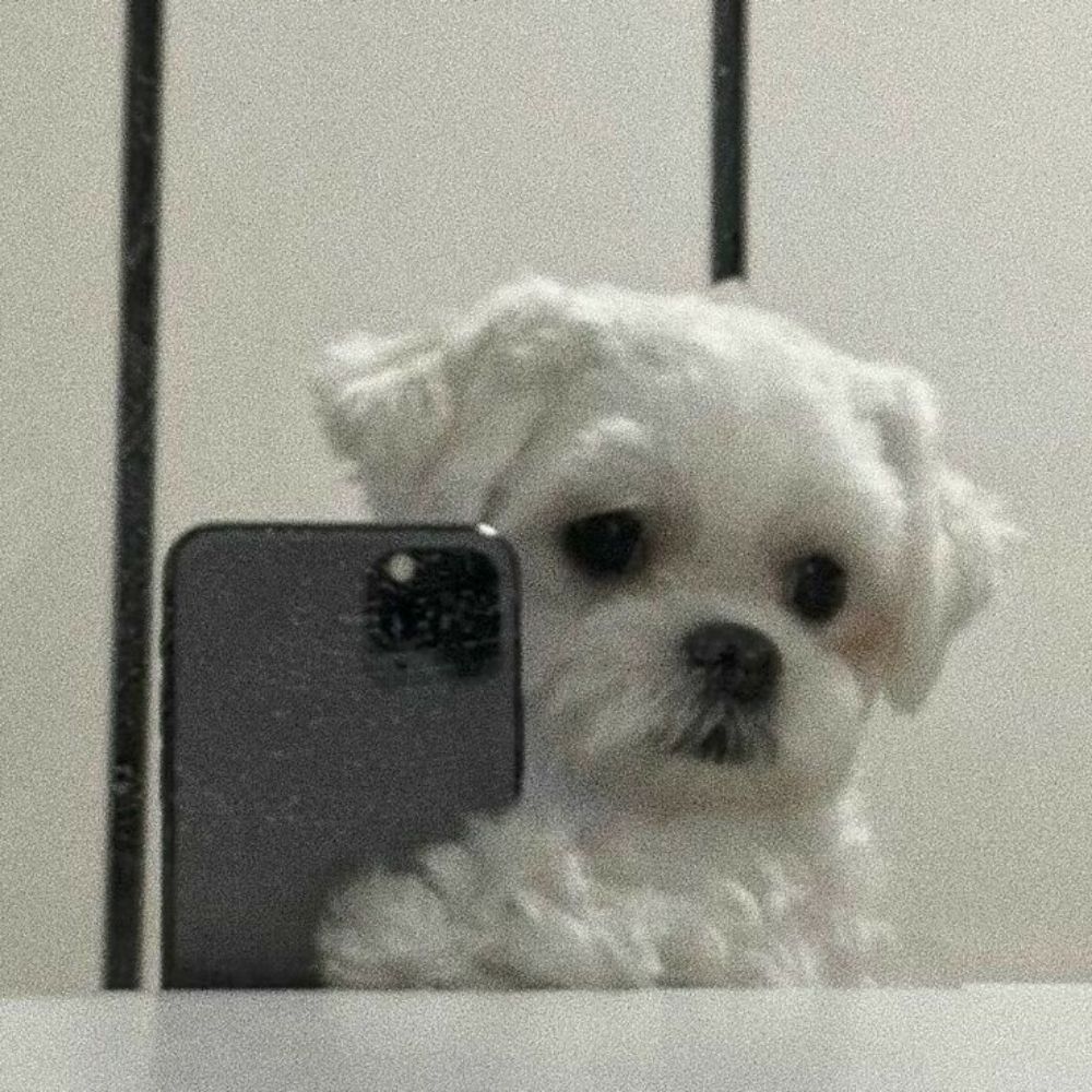 chiclete mascado da Adele