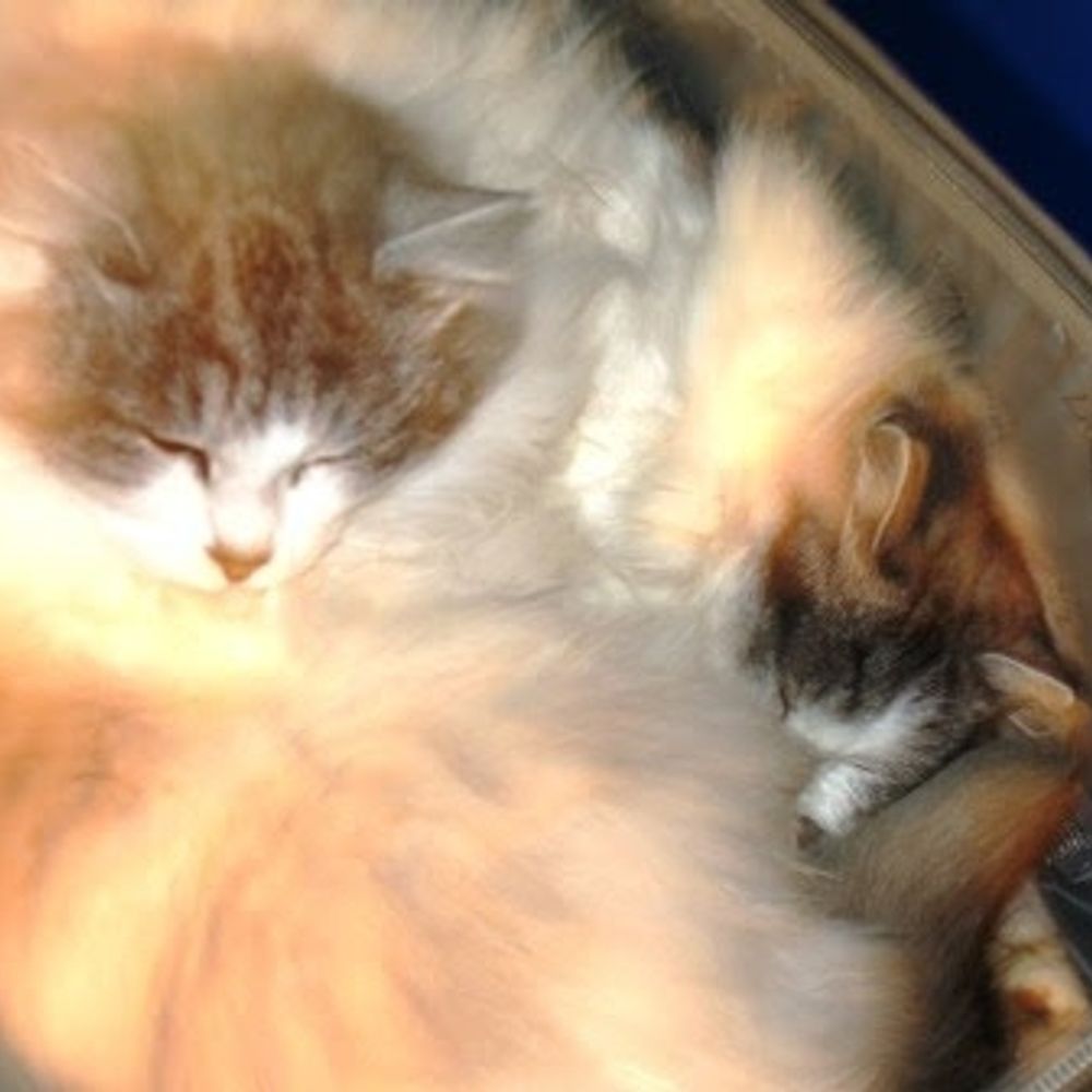 Mme Miaou