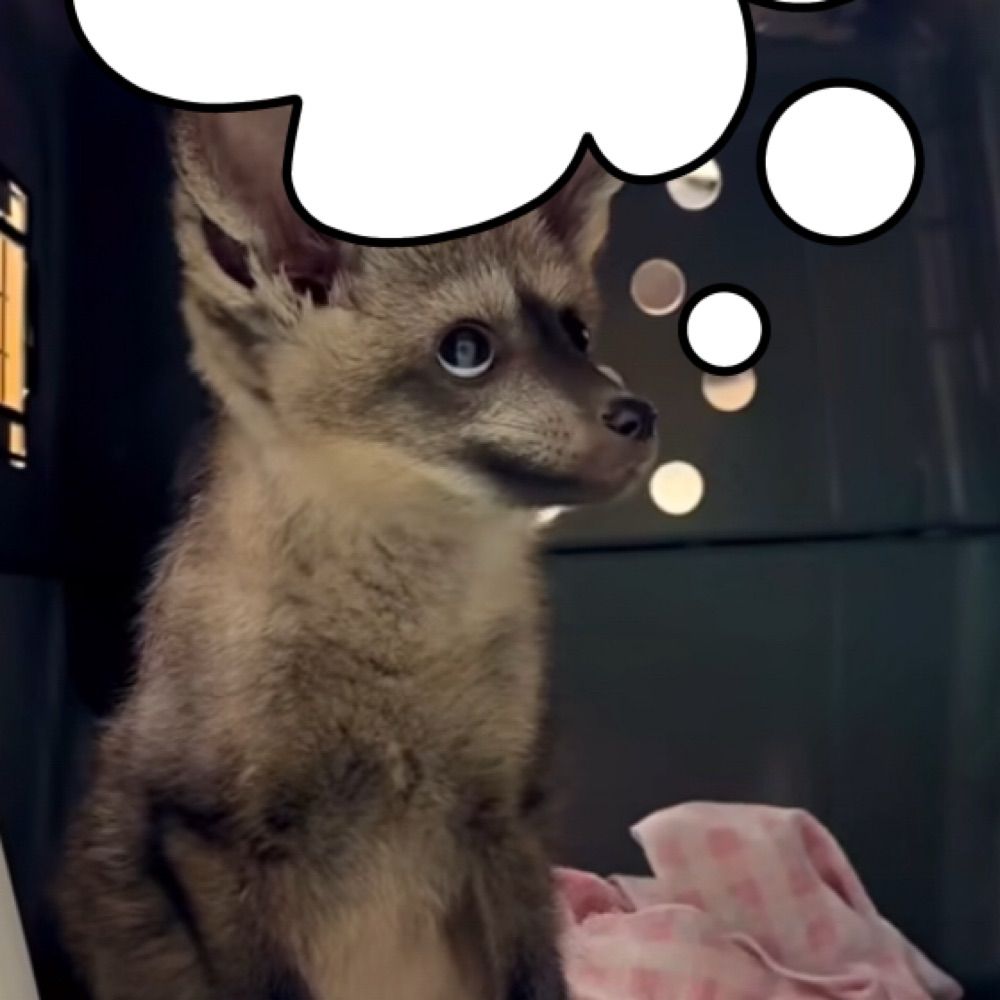 Pondering Bat-eared Fox