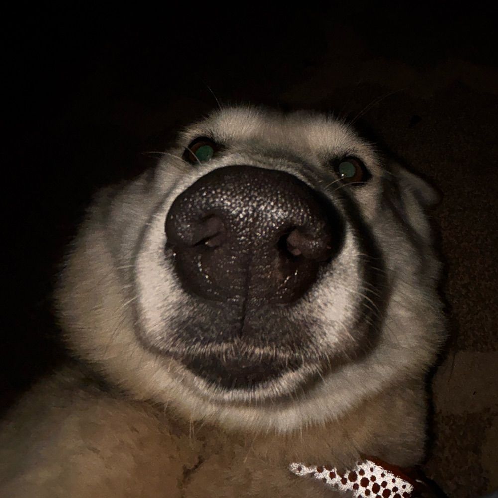 sqwonks | any pronouns