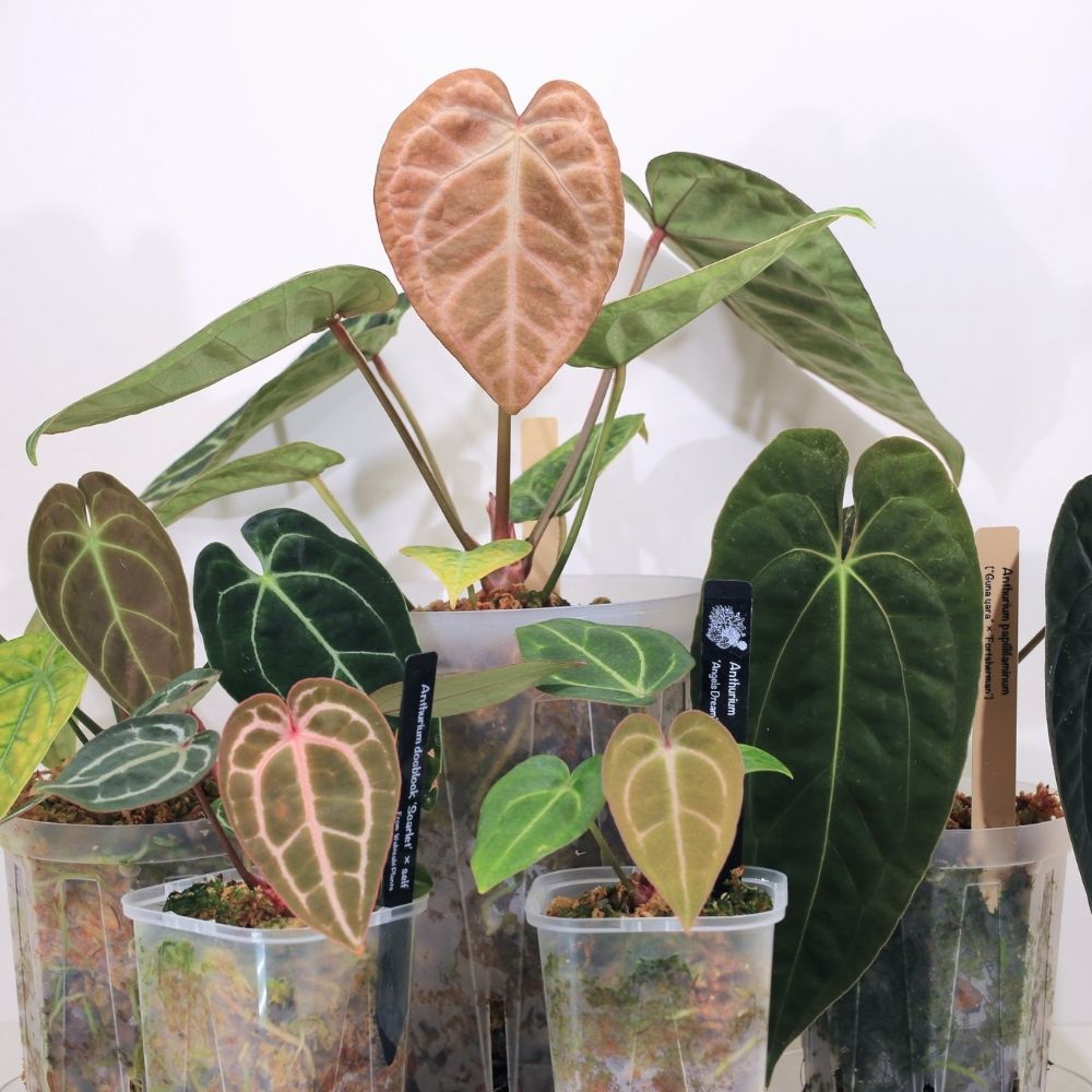 レモン作家氏の植物日記