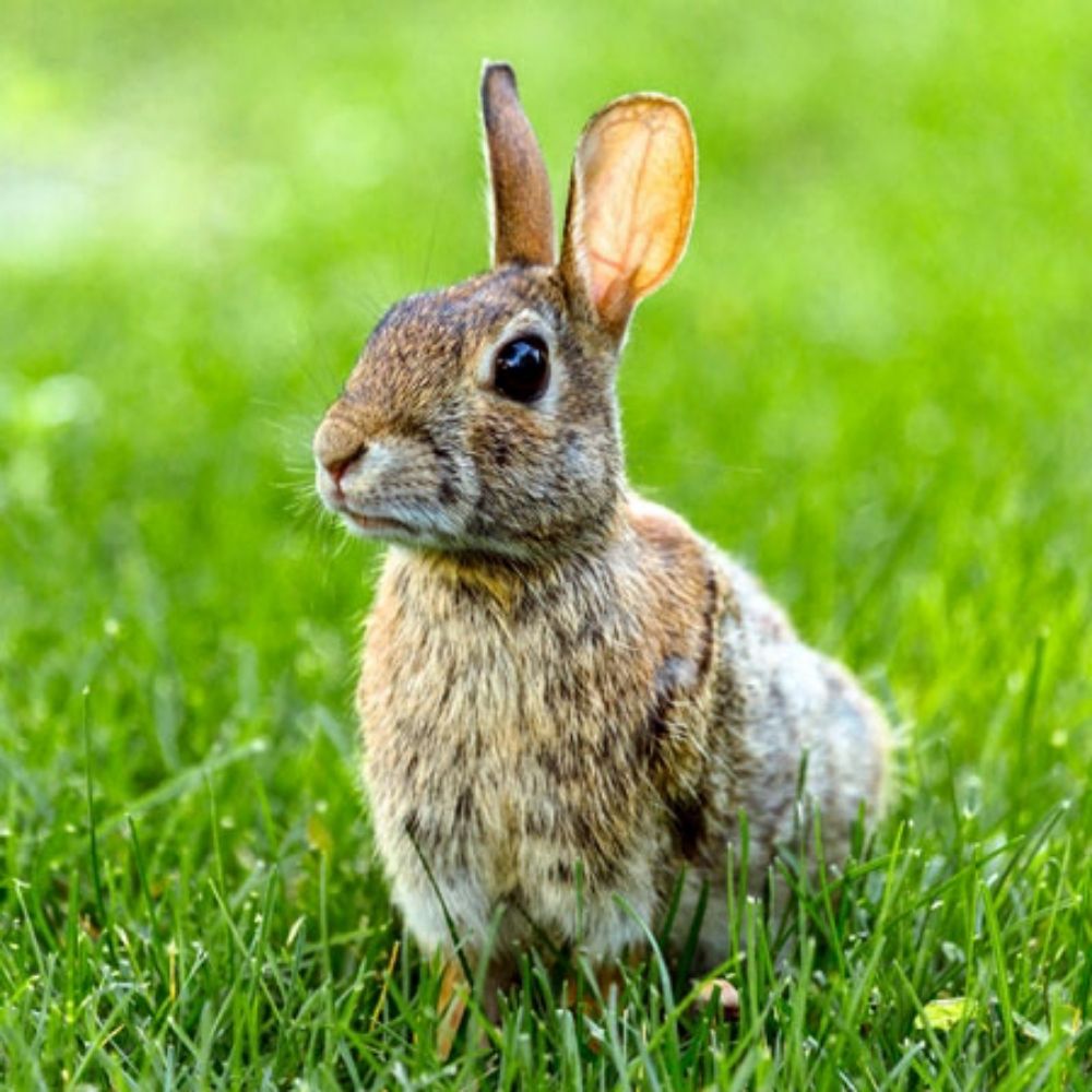 Chatneybunnies