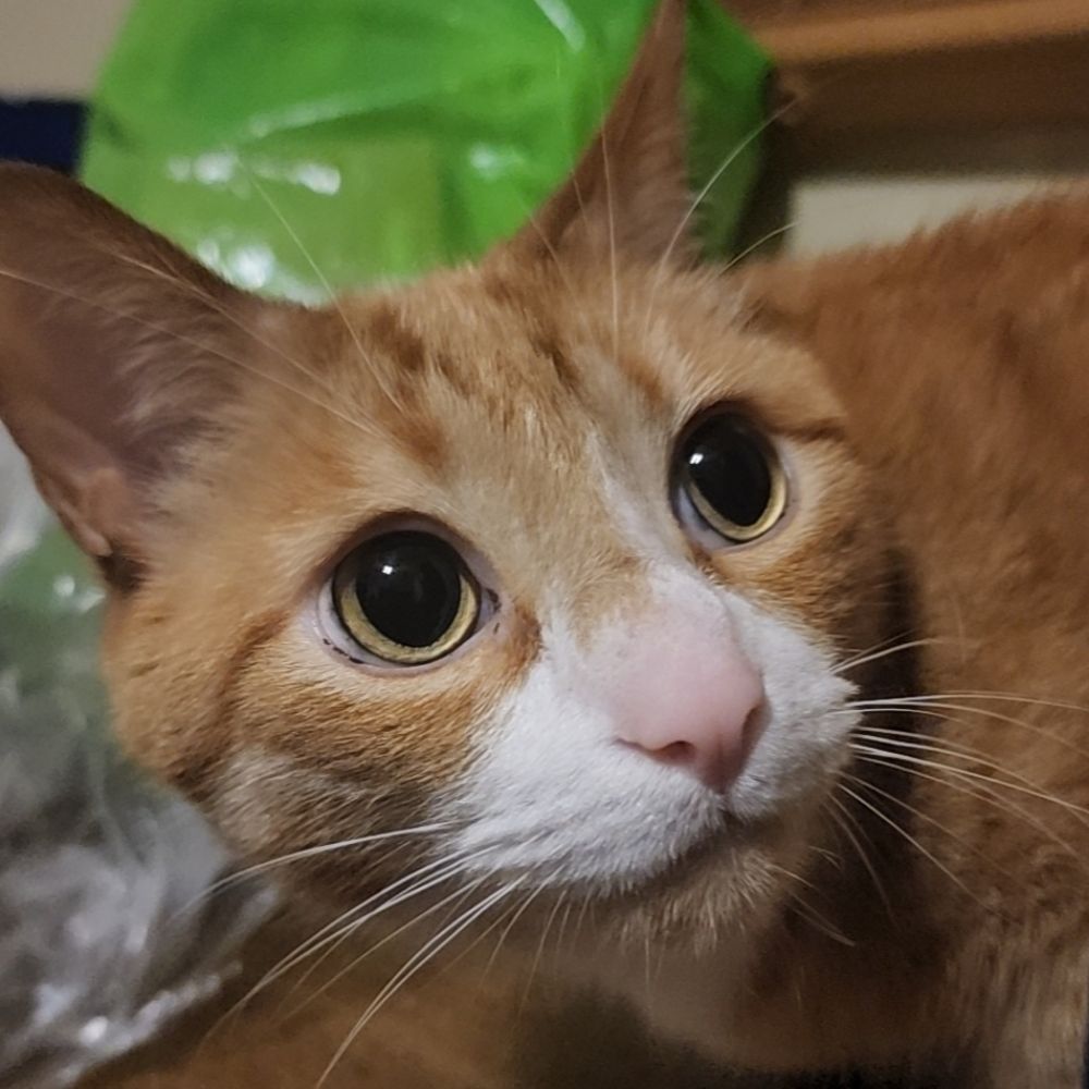 Benji