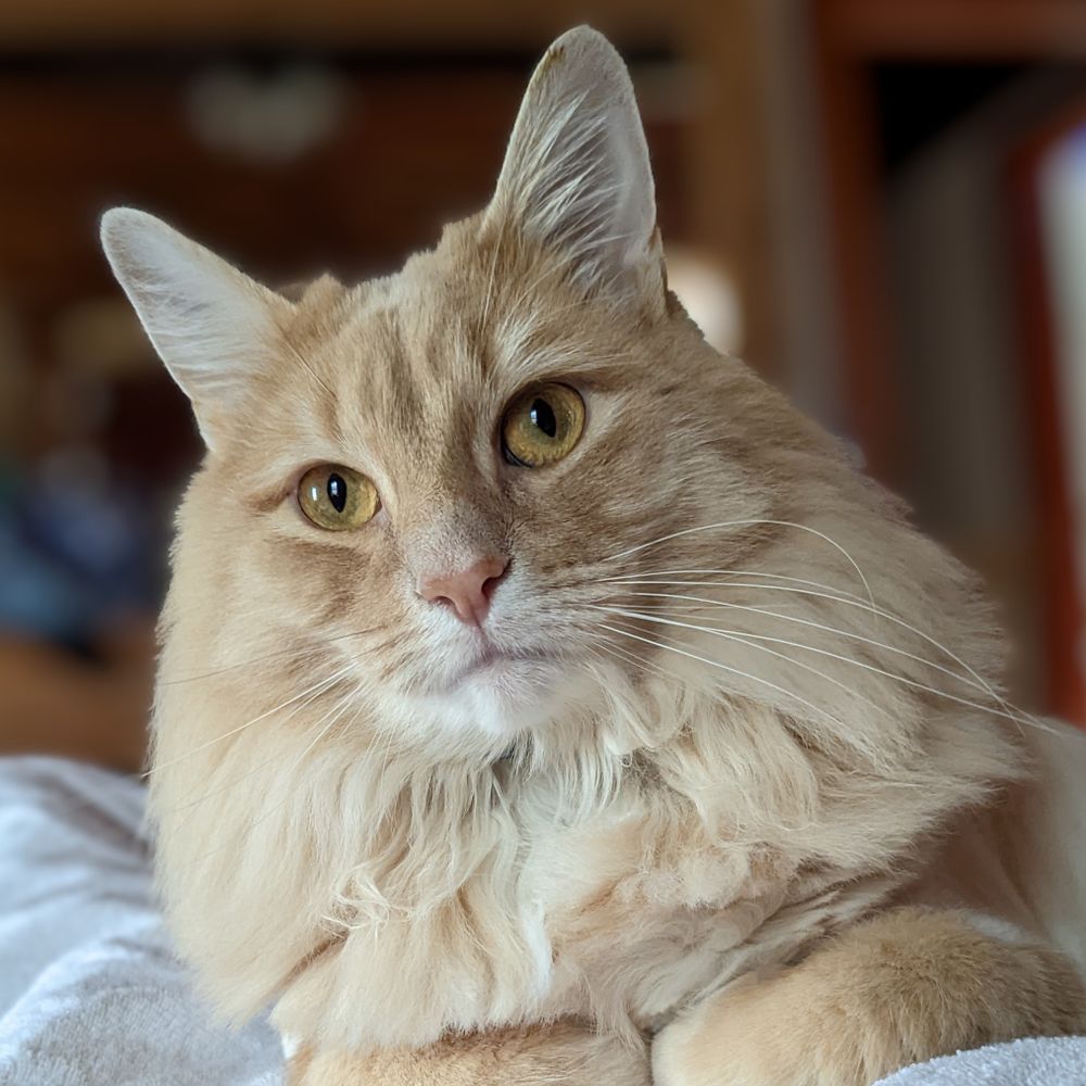 Catmom62