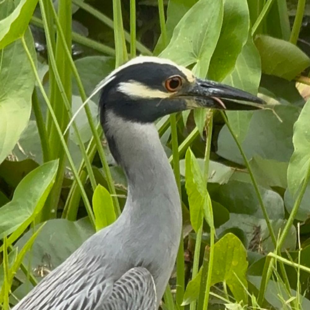 J.S. Aughtnik
