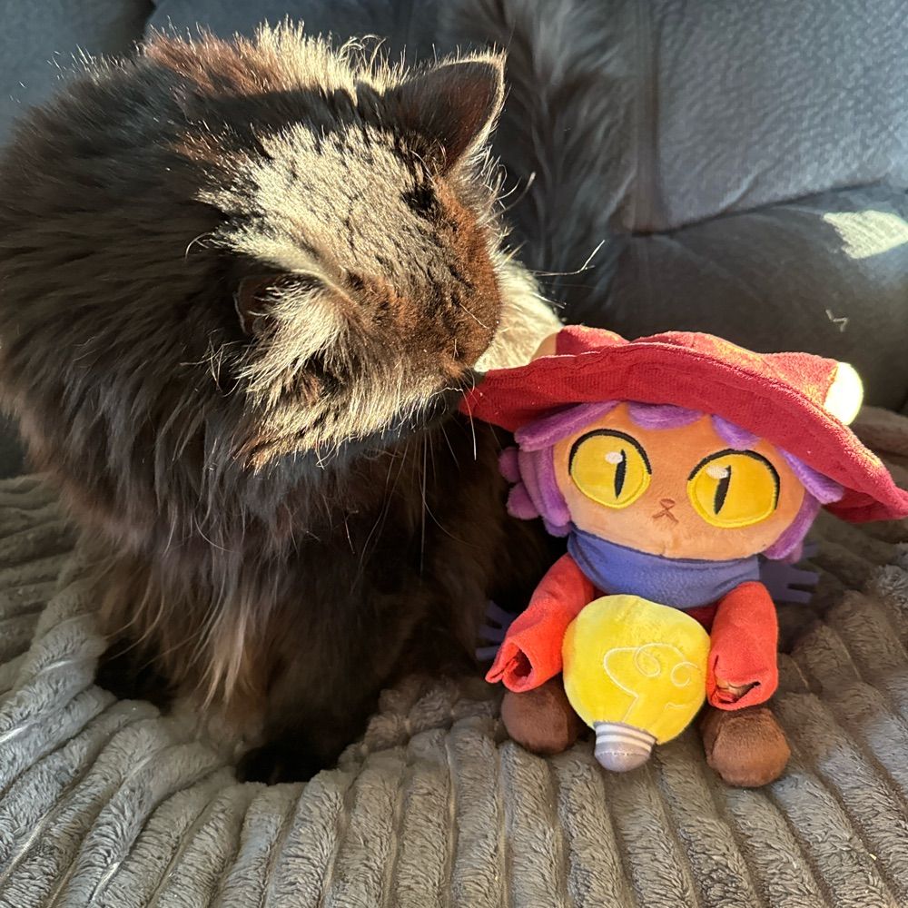 Pact Cat