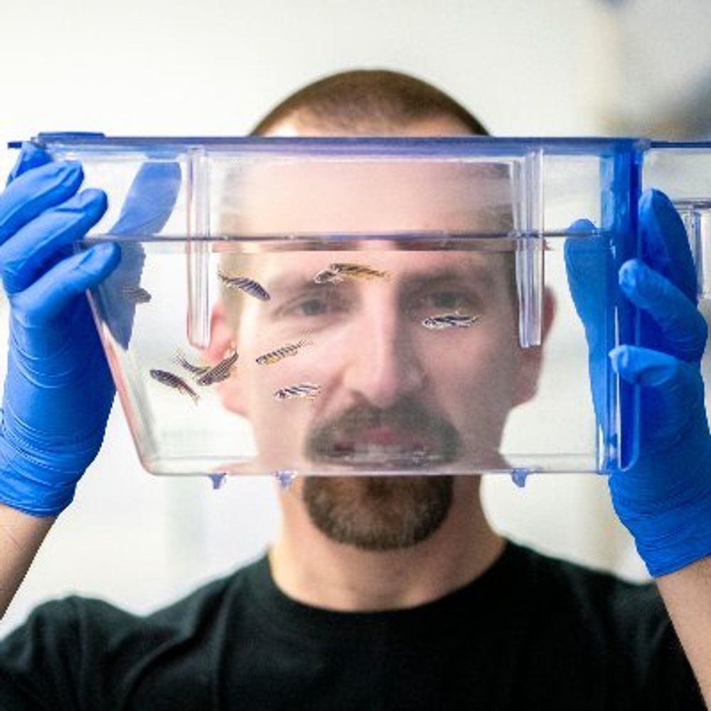 IGC Zebrafish