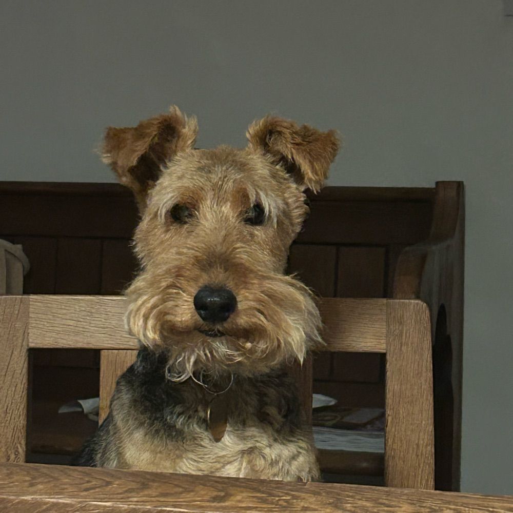 Ginger Welsh Terrier