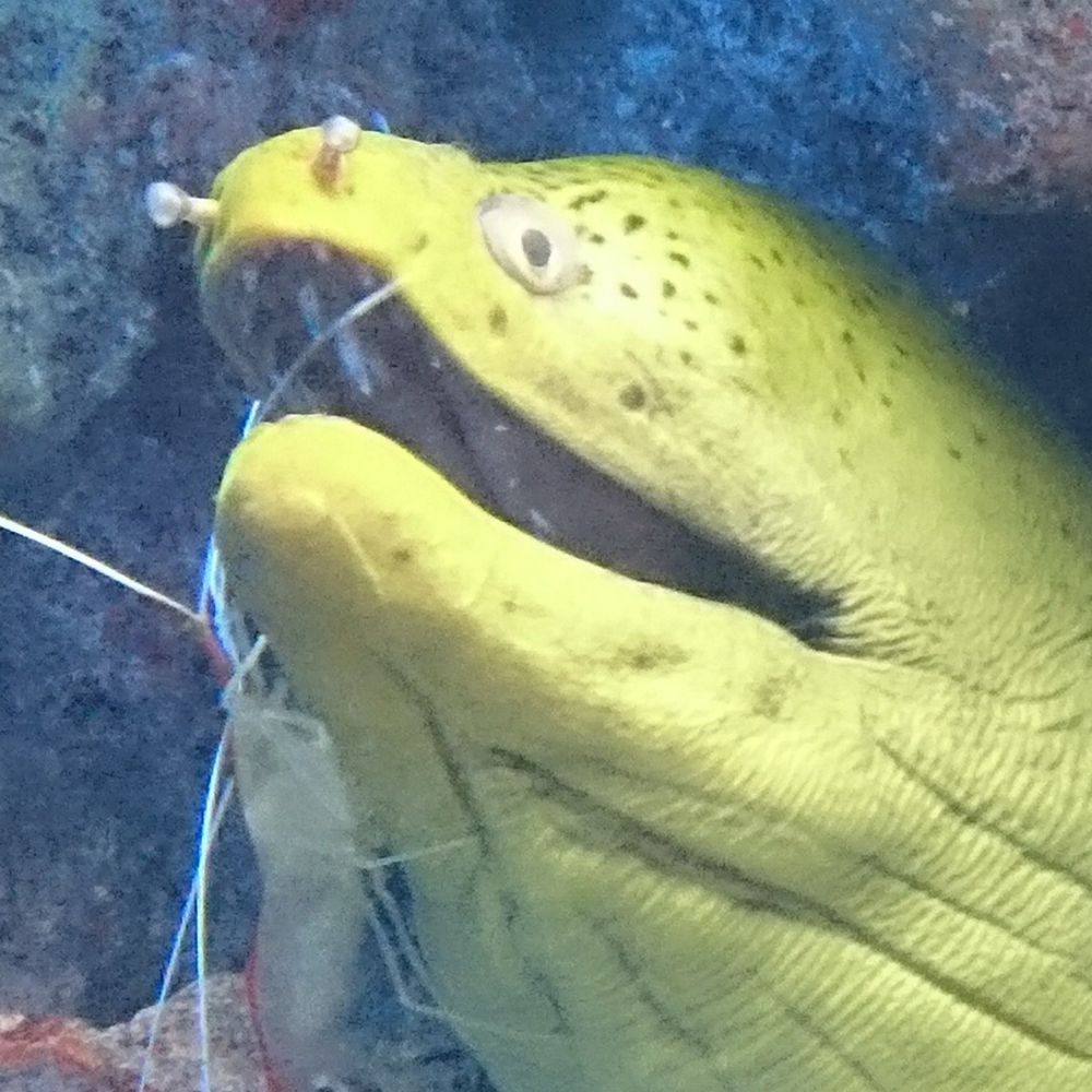 ﾑ。