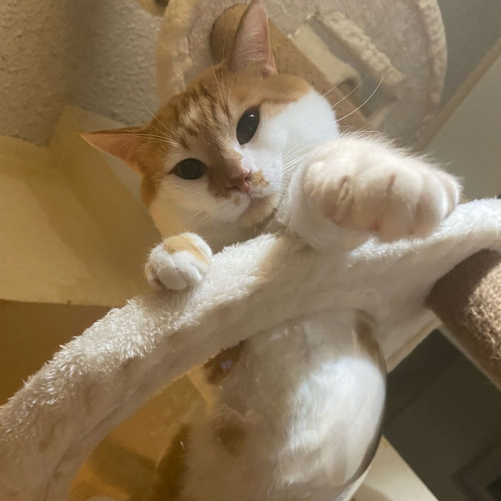 はみがきこ