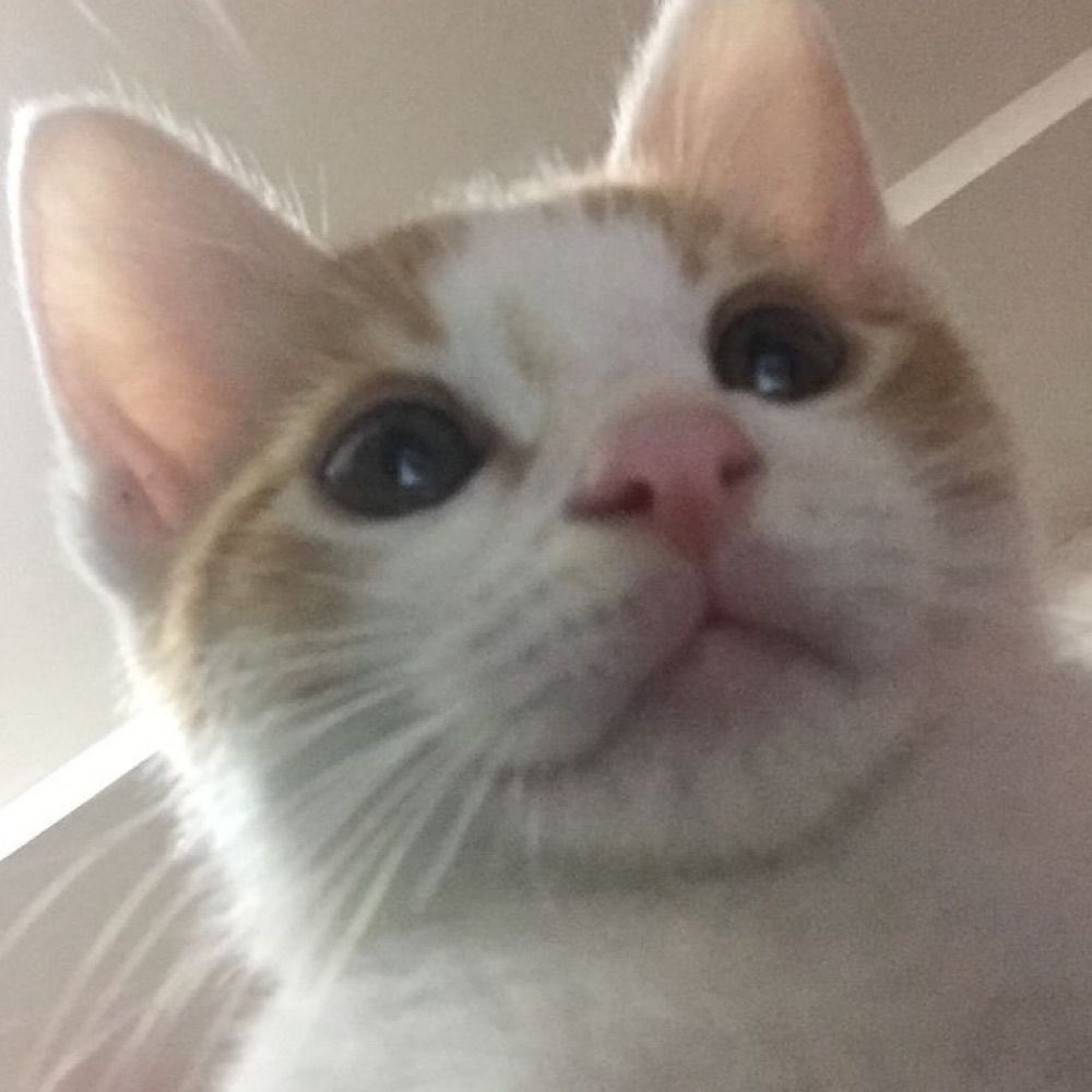 땅끼!
