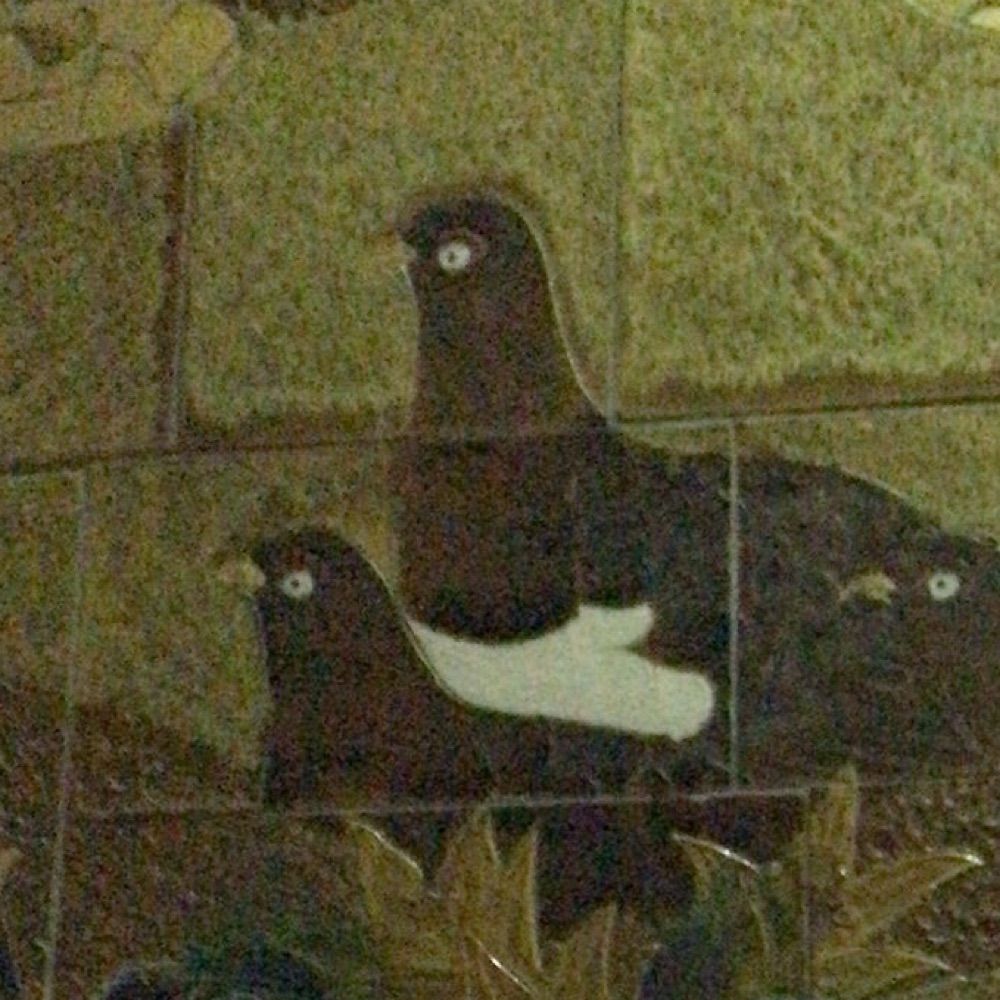 ごわごわの鳥