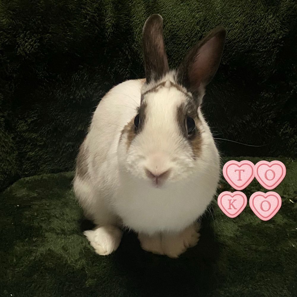 🐰とこ@♂⭐︎ミックス（ブロークン）⭐︎2022.4.17お迎え