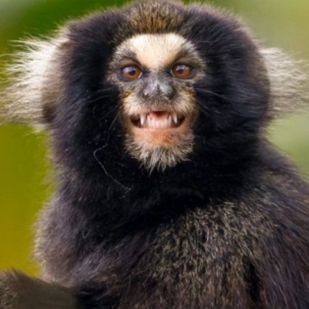 sagui-da-serra-escuro