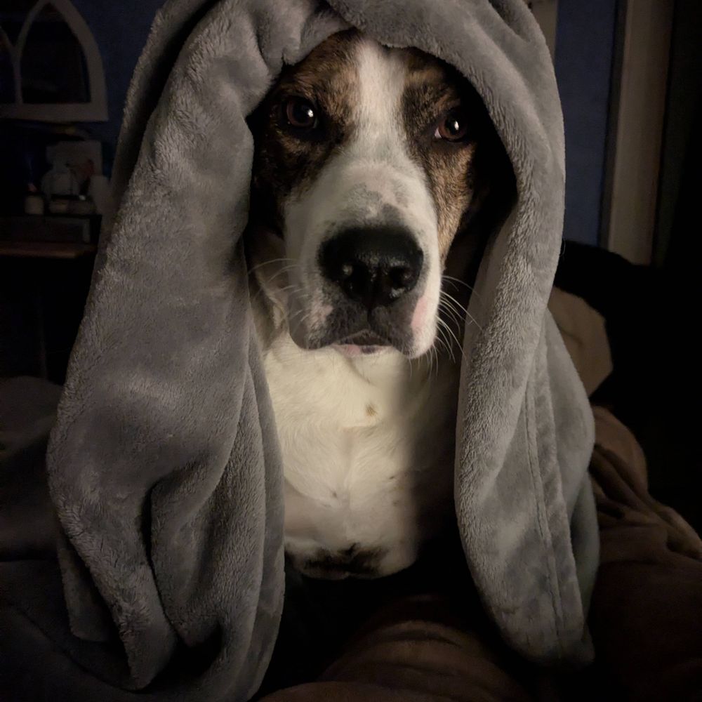 Ani