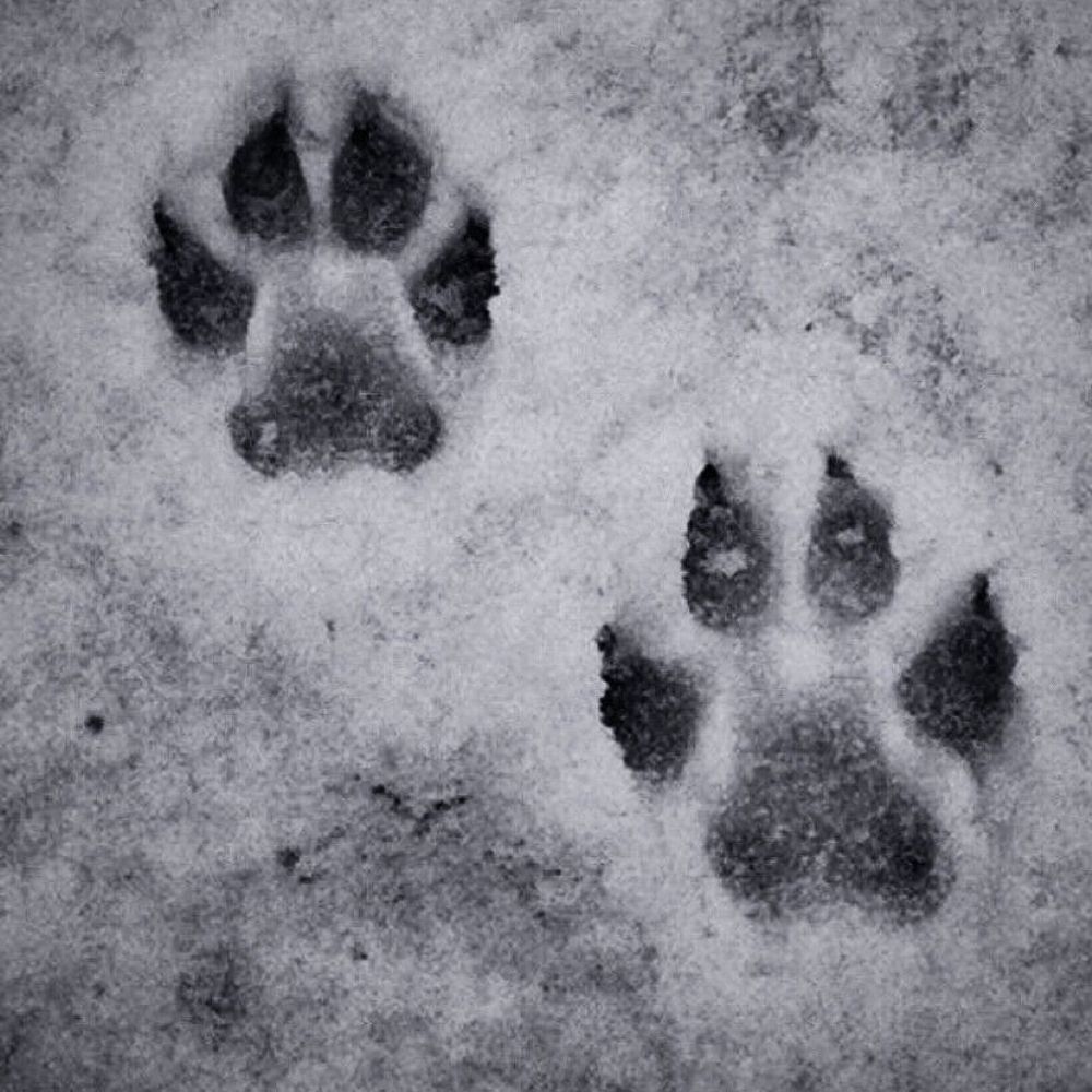 🐾