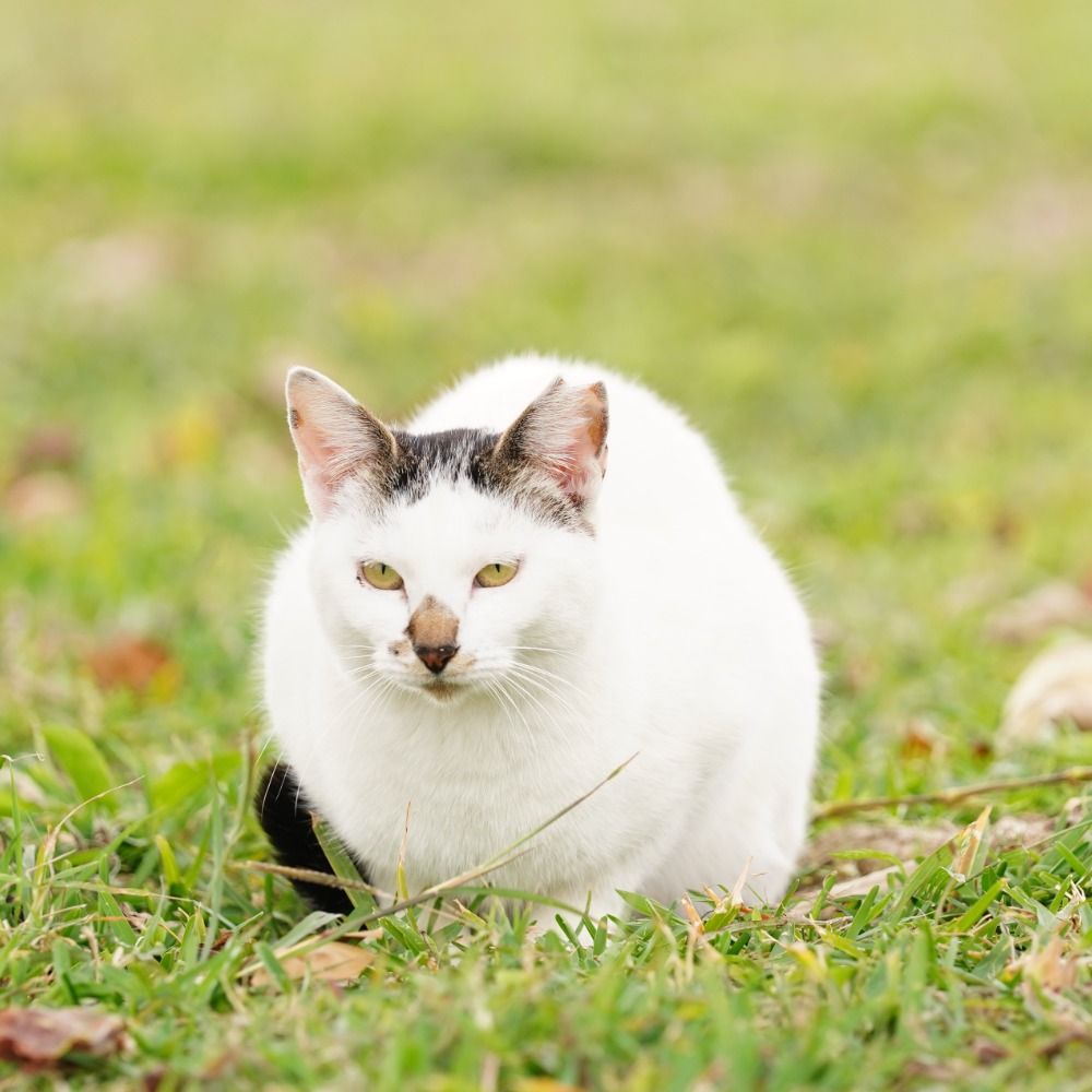 碧猫