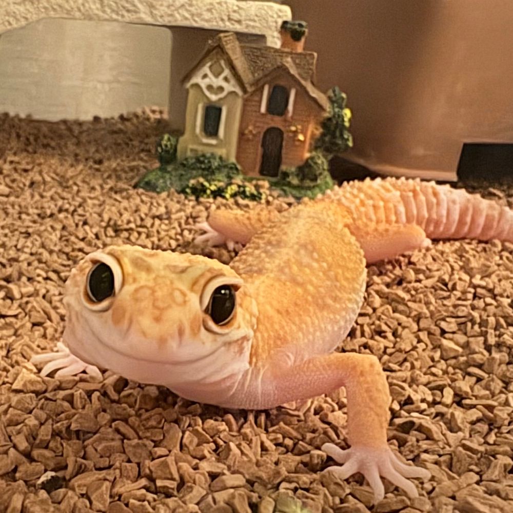 mari