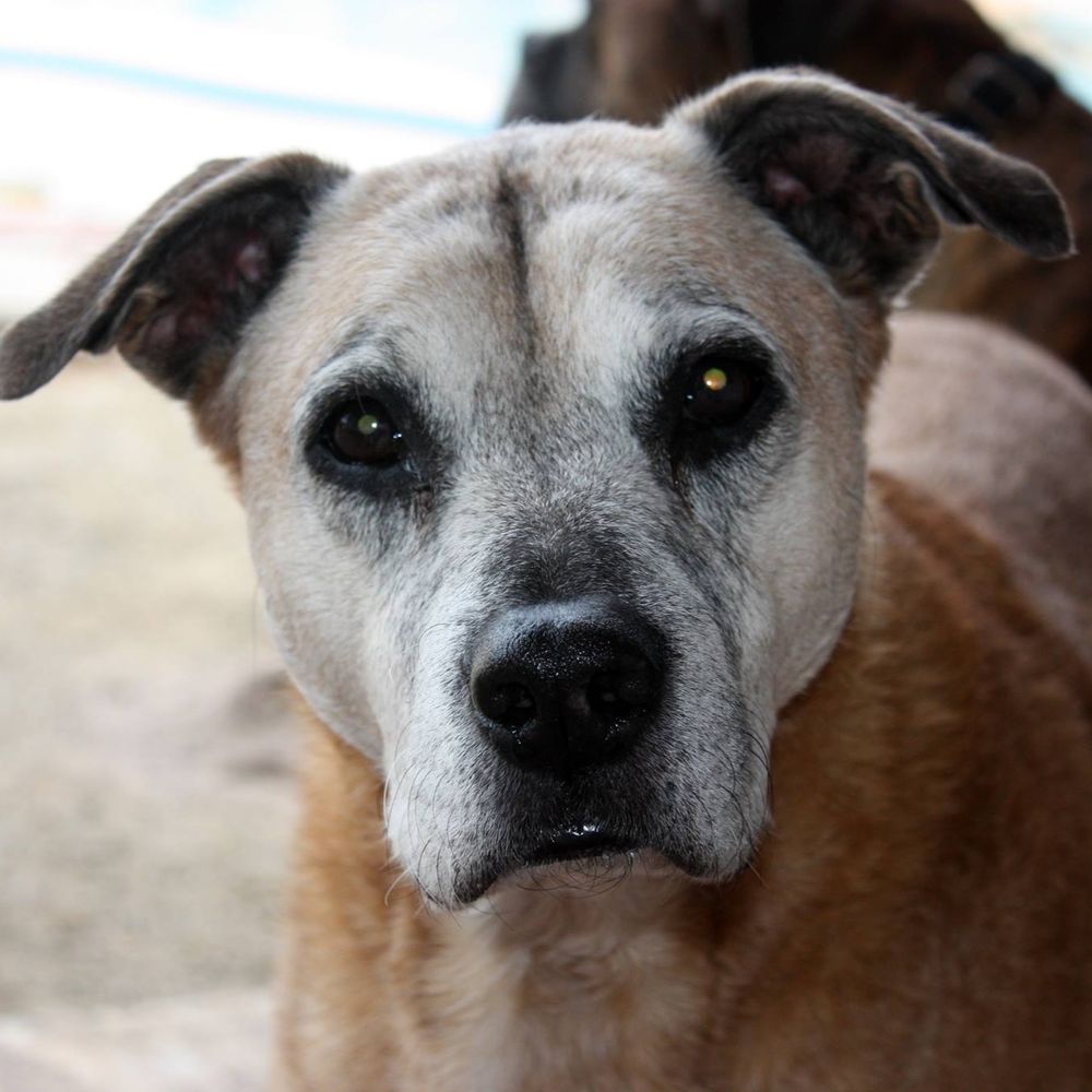 Lucy Boxermix