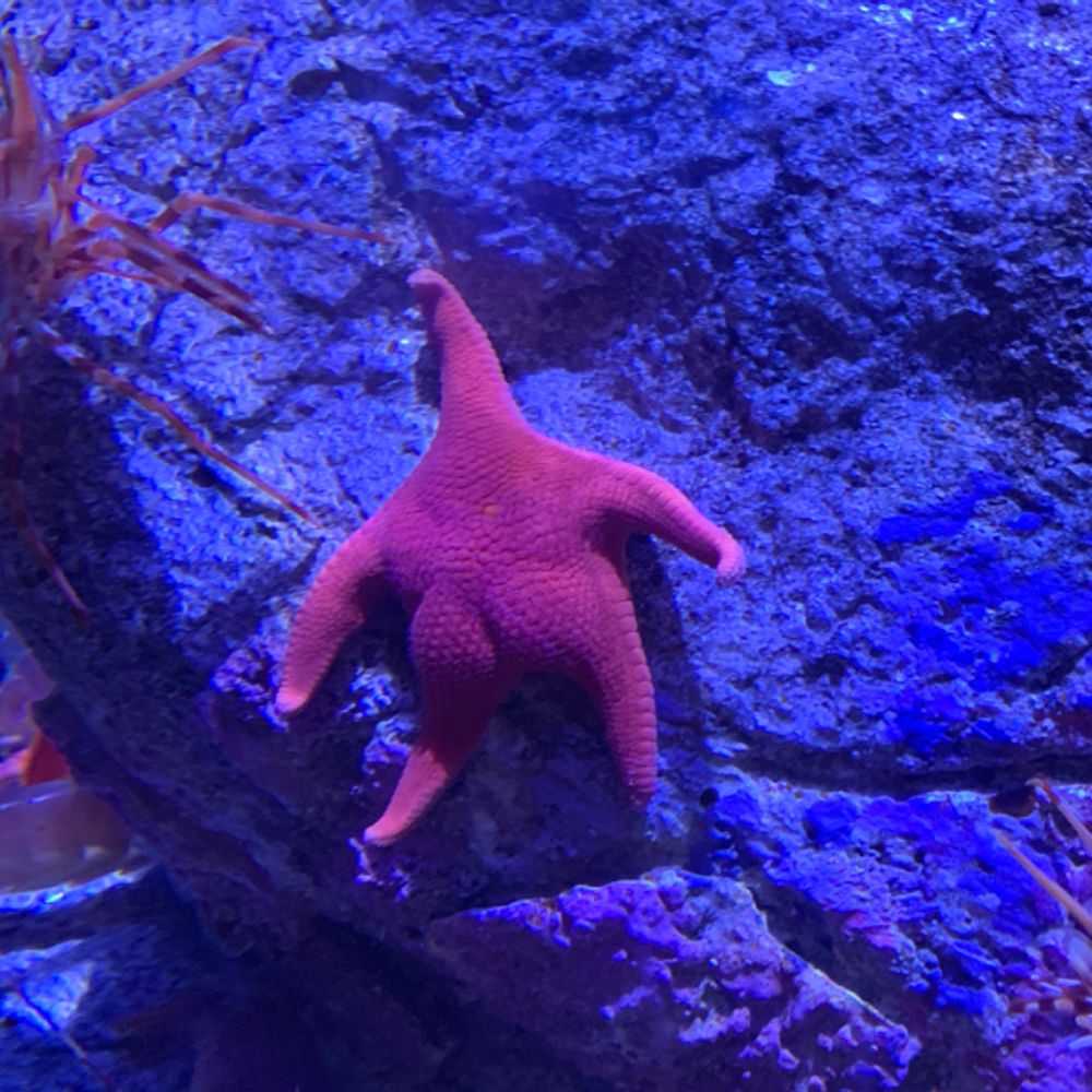 Meg