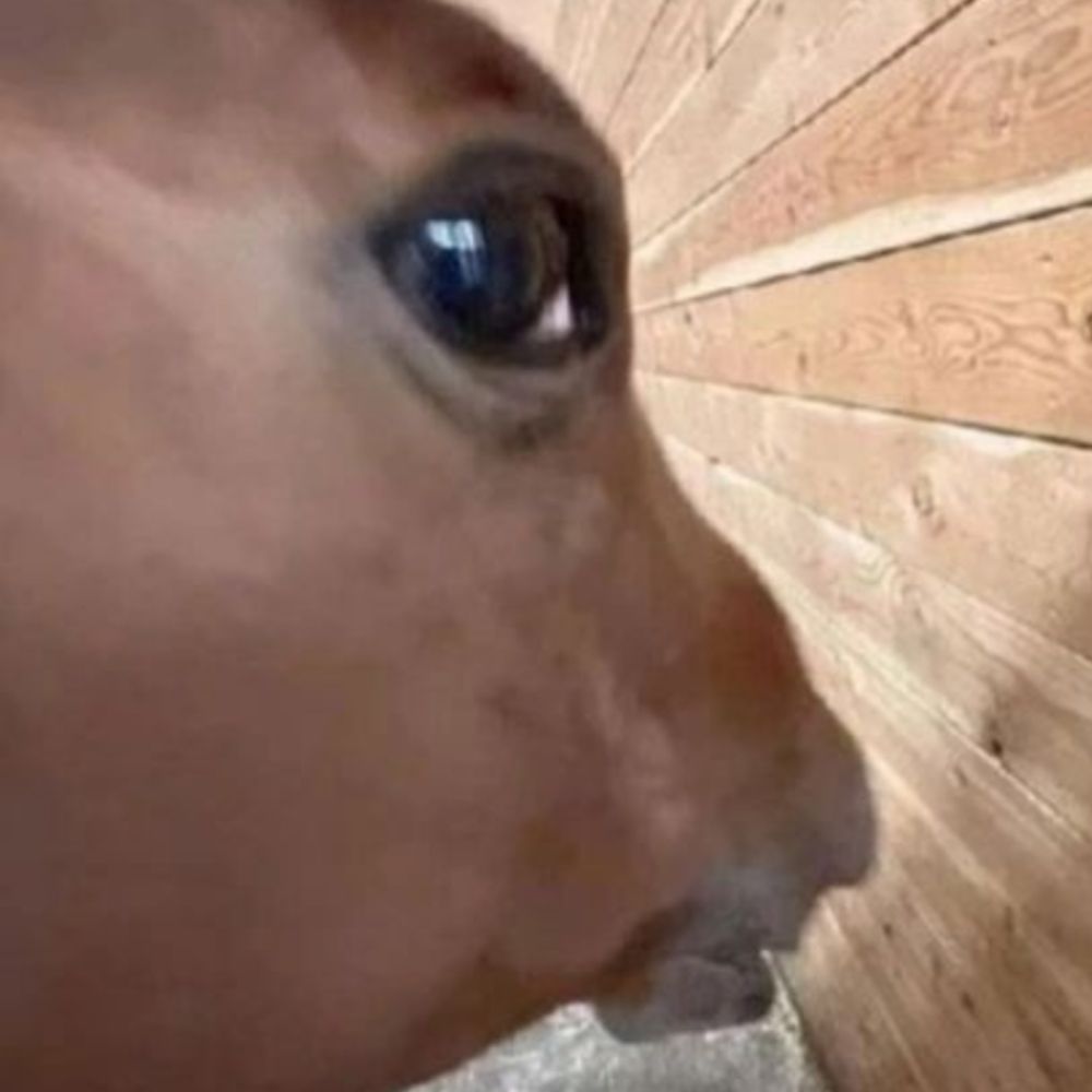Anonymous Cow