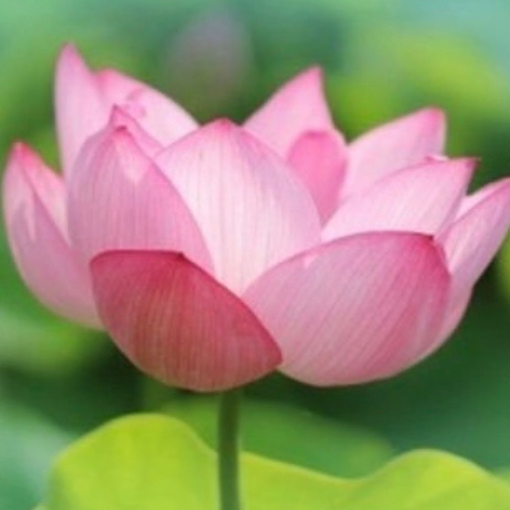 かおりん🍀