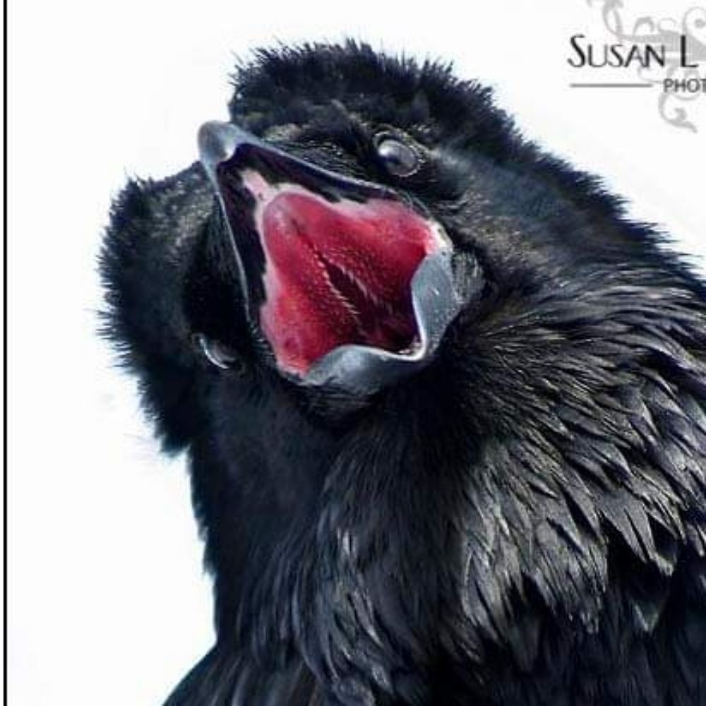 Raven's Reflection
