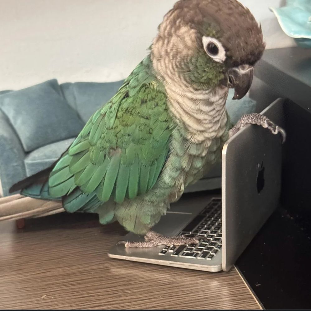 CheekyParrot 🦜