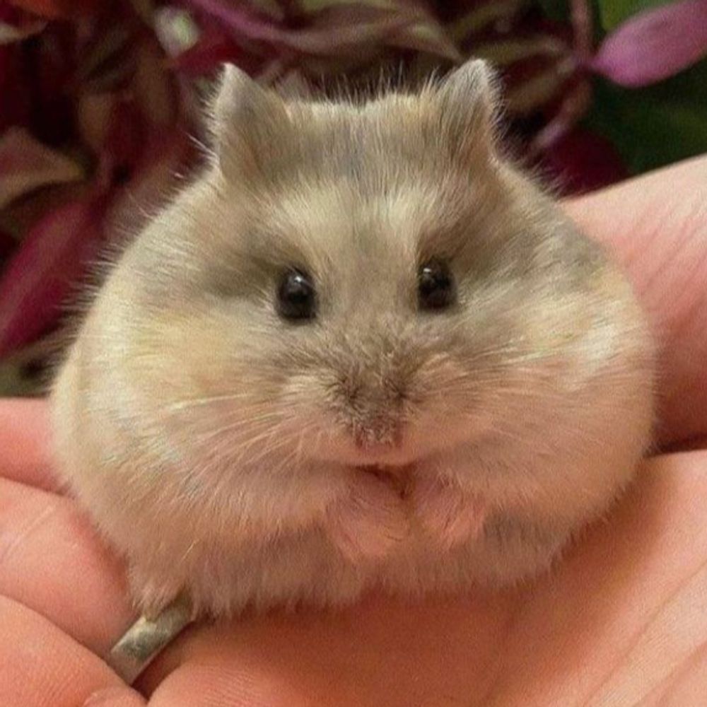 𝗛𝗮𝗺 🐹 𝗖𝗲𝗻𝘁𝗿𝗮𝗹