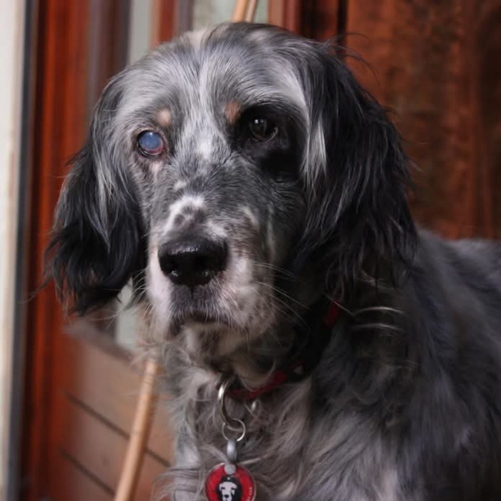 Setterburg - Gnadenhof für Jagdhunde