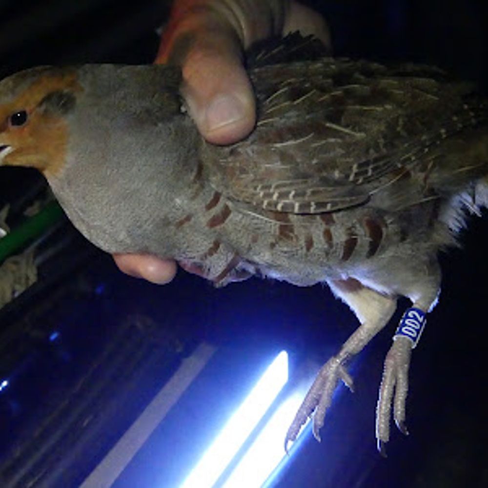 Iceni Bird Monitoring Group